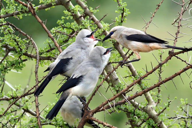 A family of Ethiopian Bush-crows