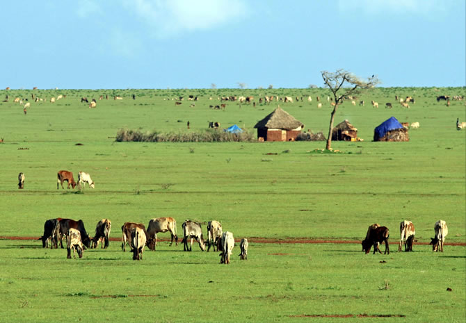 Liben Plain