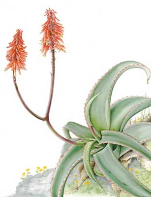 Aloe schelpei, from Debre Libanos, painting by Sarah Howard